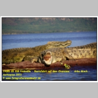 19085 05 208 Krokodile - Bootsfahrt auf dem Chamosee -  Arba Minch - Aethiopien 2012.JPG